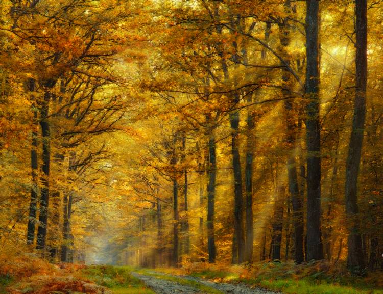Enchanted Forest van Marianna Safronova
