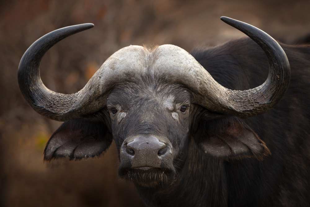 A Buffalo Portrait van Mario Moreno