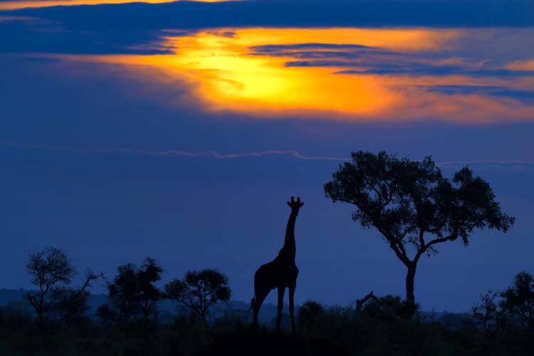 A Giraffe at Sunset van Mario Moreno