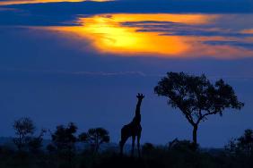 A Giraffe at Sunset