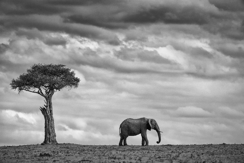 Elephant Landscape van Mario Moreno