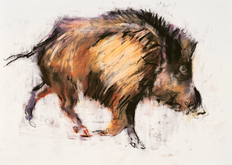 Wild Boar Trotting van Mark  Adlington