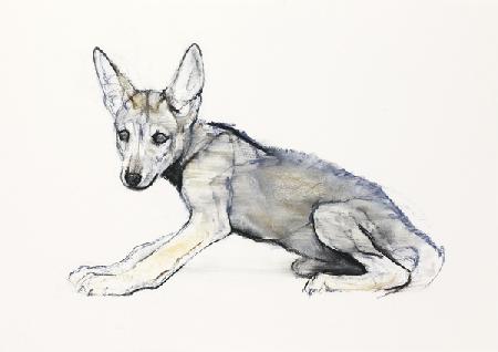Adolescent Arabian Wolf Pup
