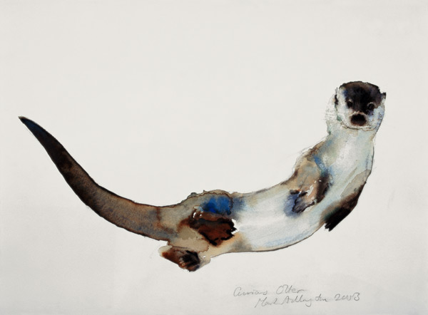 Curious Otter van Mark  Adlington