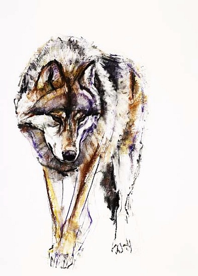 European Wolf van Mark  Adlington