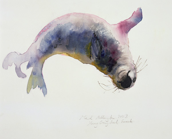 Young grey seal, Gweek van Mark  Adlington