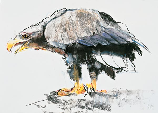 White tailed Sea Eagle van Mark  Adlington
