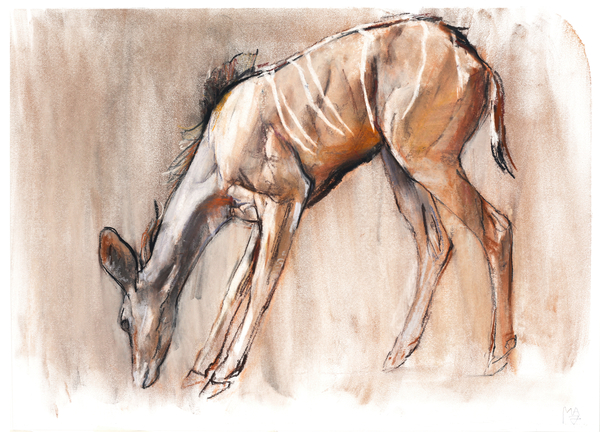 Young Kudu, Loisaba van Mark  Adlington