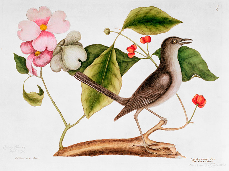 Dogwood: Cornus florida and Mocking Bird from the "Natural History of Carolina" (1730-48) van Mark Catesby