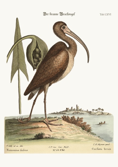 The brown Curlew van Mark Catesby