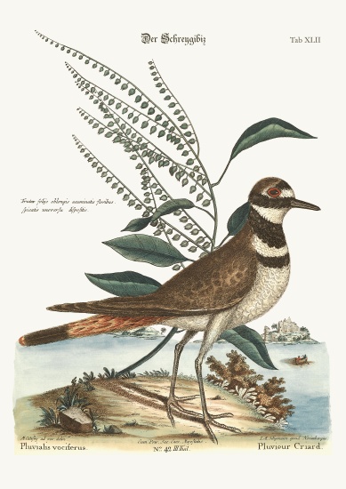The Chattering Plover van Mark Catesby