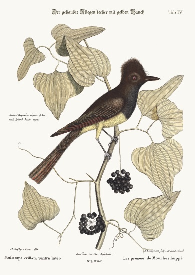 The crested Flycatcher van Mark Catesby