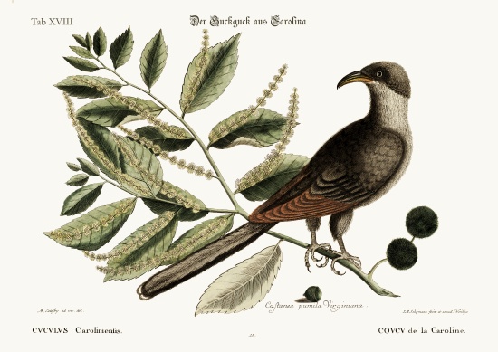 The Cuckow of Carolina van Mark Catesby