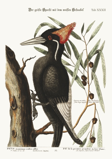 The largest white-bill Woodpecker van Mark Catesby