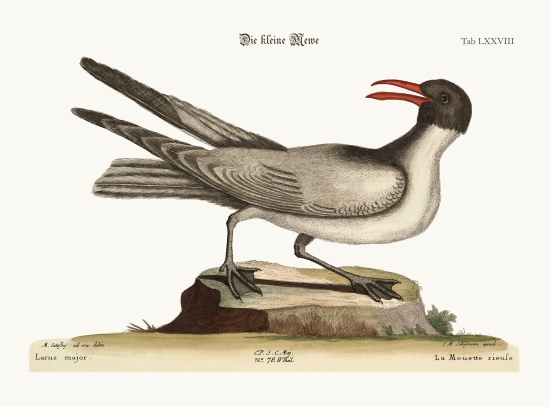 The Laughing Gull van Mark Catesby