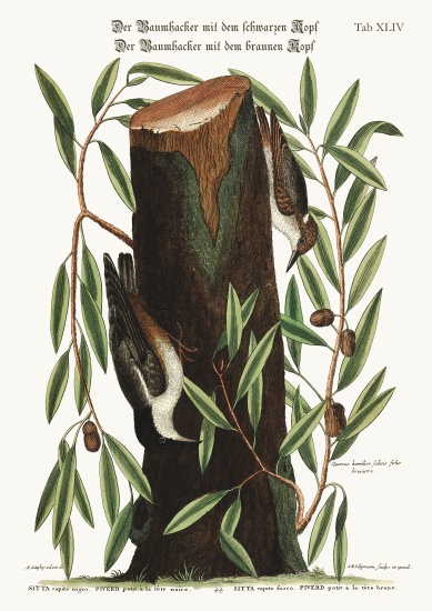 The Nuthatch. The small Nuthatch van Mark Catesby