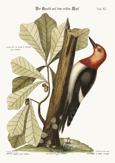 The red-headed Woodpecker van Mark Catesby