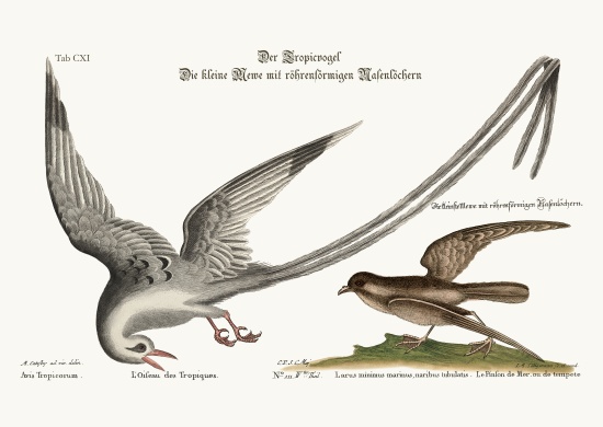 The Tropick Bird. The Storm-Finck or Pittrel van Mark Catesby