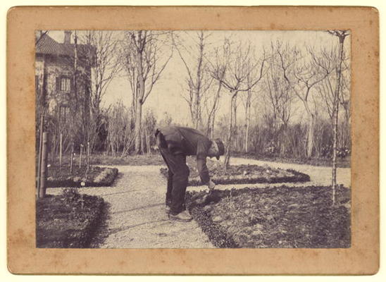 Gustave Caillebotte (1848-94) gardening at Petit Gennevilliers, February 1892 (b/w photo) van Martial Caillebotte