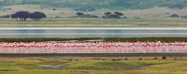Flamingos van Lucas Martin