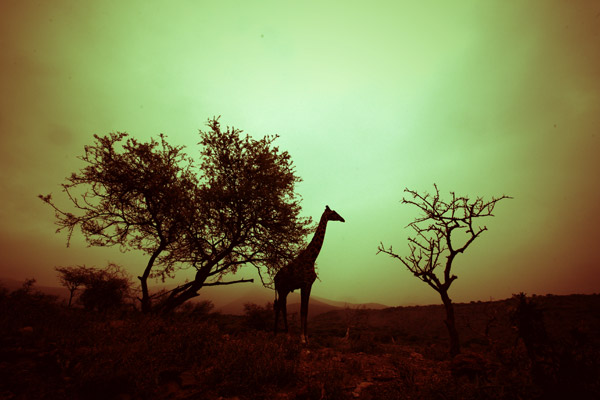 Giraffe (1) van Lucas Martin