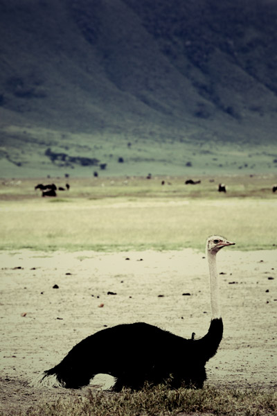 Ostrich (2) van Lucas Martin