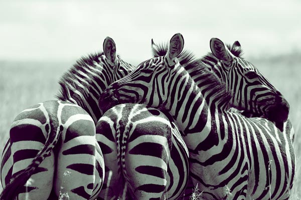 Zebra Group van Lucas Martin