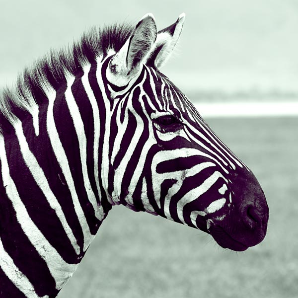 Zebra (1) van Lucas Martin