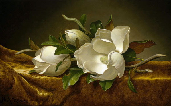 Magnolias on Gold Velvet Cloth van Martin Johnson Heade