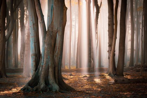 Licht im Wald van Martin Wasilewski