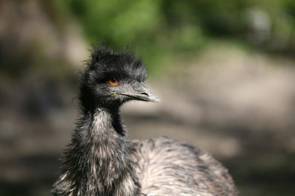 Großer Emu van Martina Berg