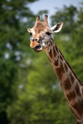 Giraffe van Martina Berg