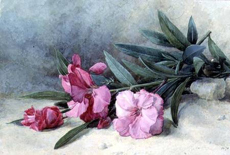 Oleander Blossom van Mary E. Butler