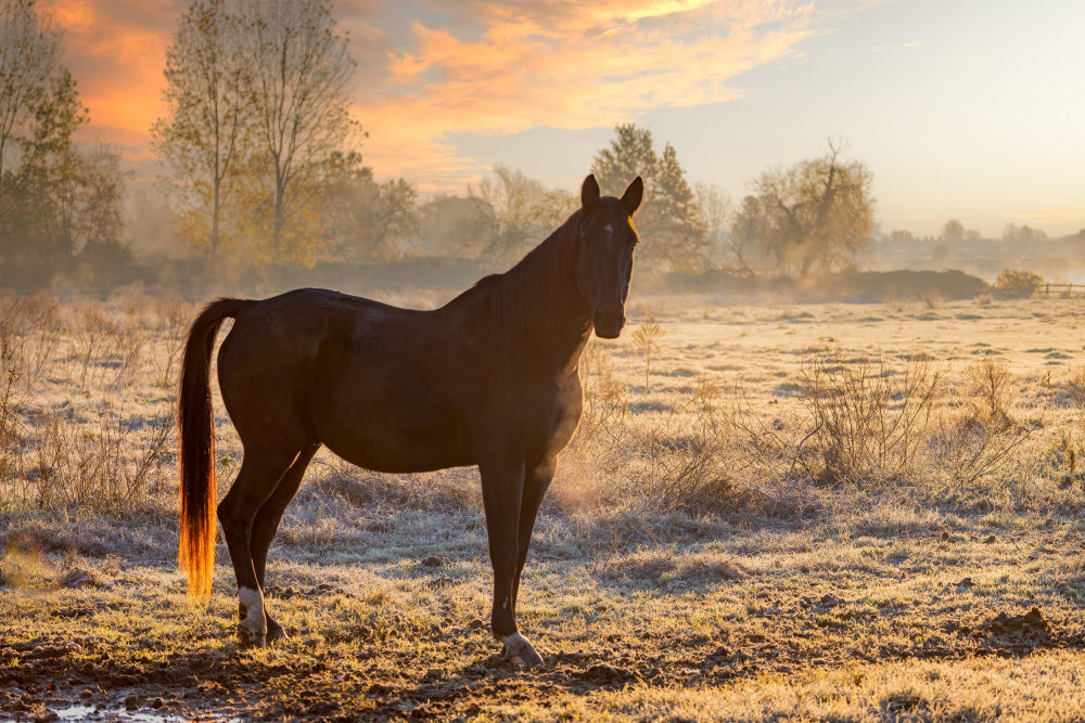 Horse at sunrise van Massimo Chiodini