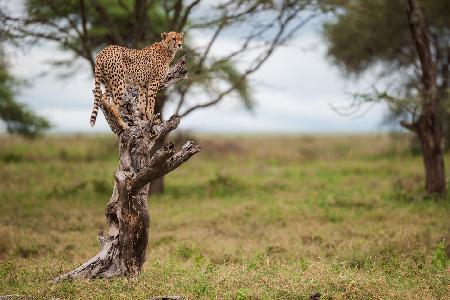 Im spotted, Im on a tree, Im a leopard!