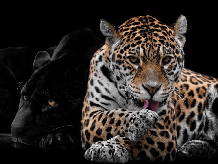 Mr and Mrs Jaguar - Panthera Onca