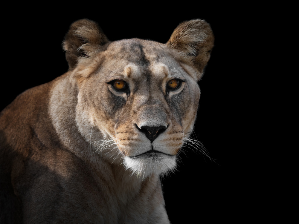 Lioness Portrait van Mathilde Guillemot