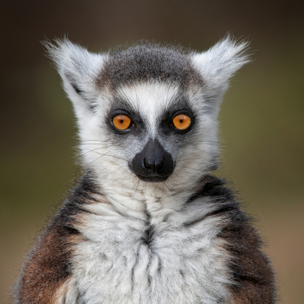 Maki Catta - Lemur catta van Mathilde Guillemot