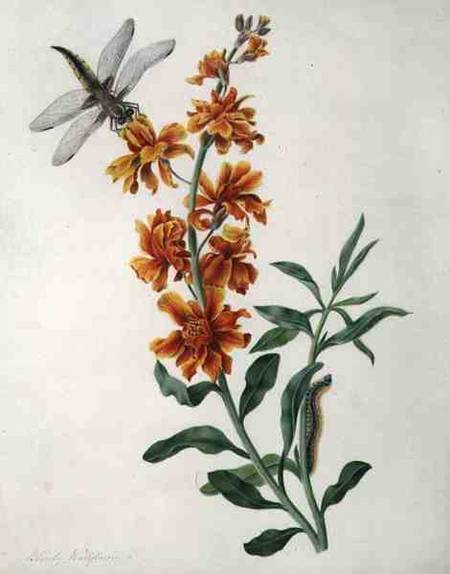 Erysium Cheiri with Dragonfly and Caterpillar (w/c and gouache over pencil on vellum) van Matilda Conyers