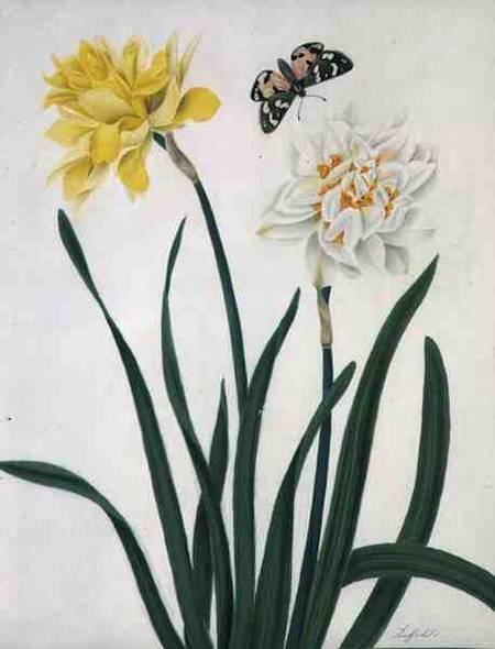 Narcissi and Butterfly (w/c and gouache with gold over pencil on vellum) van Matilda Conyers