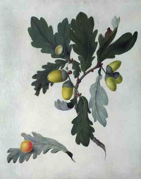 Quercus (w/c and gouache over pencil on vellum) van Matilda Conyers
