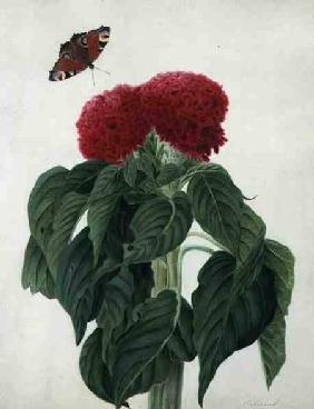 Celosia Argentea Cristata and Butterfly (w/c and gouache over pencil on vellum)