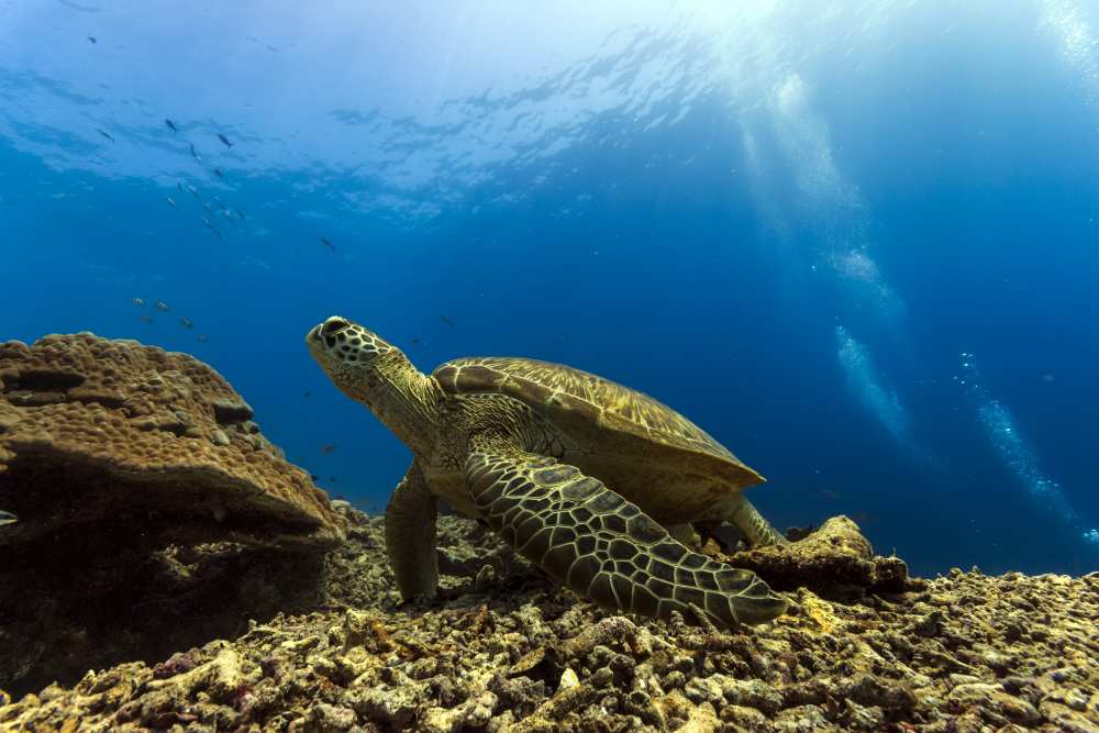 Marine turtle van Mato P.