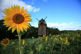 Sonnenblume mit Mühle