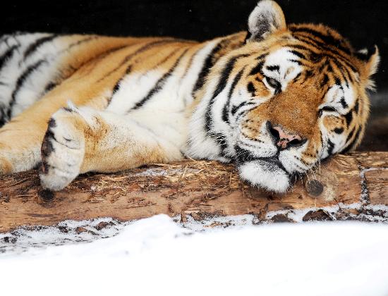 Tiger im Schnee van Maurizio Gambarini