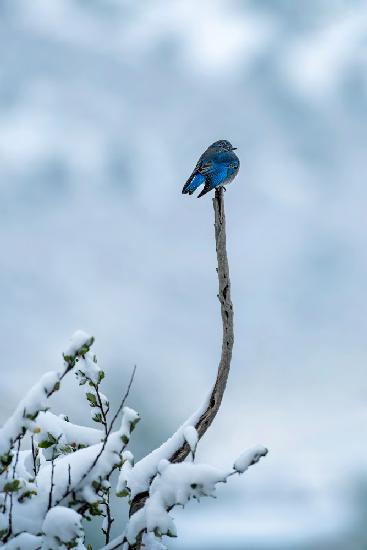 Bird in Snow Day