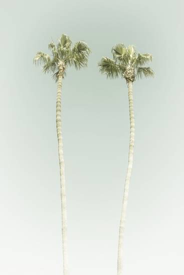 Minimalistische idylle met palmbomen op het strand | Vintage 