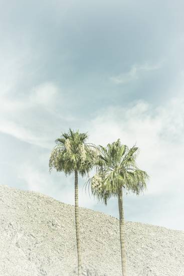 Palmbomen in de woestijn | Vintage