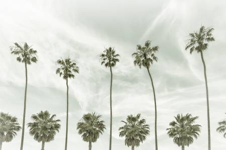 Palmbomen in La Jolla, Californië | Vintage 
