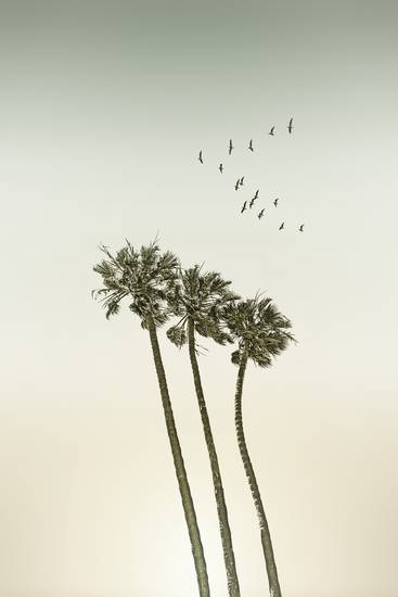Oude palmbomen in de zonsondergang
